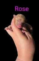 AKC Rose, a female Poodle - Toy  for sale in Habersham, GA – Photo 2 of 4