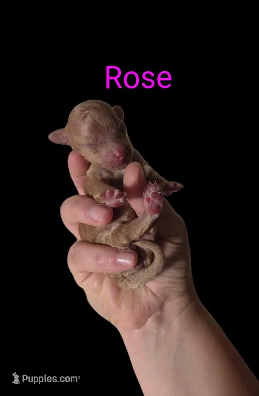 AKC Rose – Poodle - Toy  puppy for sale in Habersham, GA