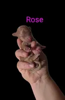 AKC Rose, a female Poodle - Toy  for sale in Habersham, GA – 1 of 6
