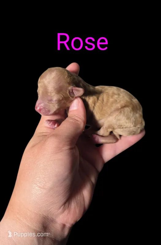 AKC Rose – Poodle - Toy  puppy for sale in Habersham, GA