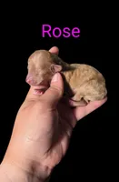 AKC Rose, a female Poodle - Toy  for sale in Habersham, GA – Photo 1 of 4