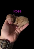 AKC Rose, a female Poodle - Toy  for sale in Habersham, GA – 2 of 6