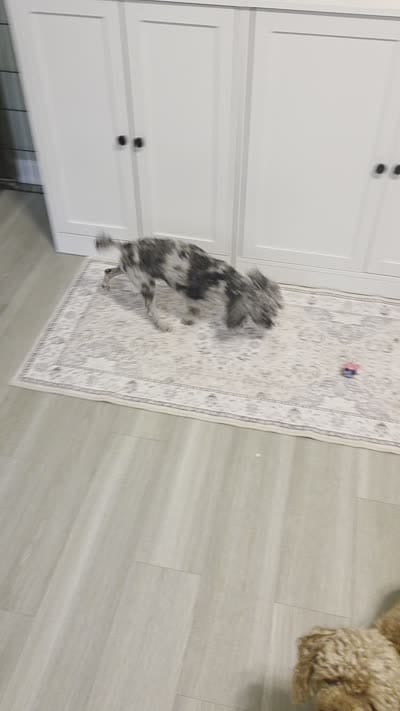 AKC Gracie, a female Poodle - Toy  for sale in Habersham, GA – 8 of 8