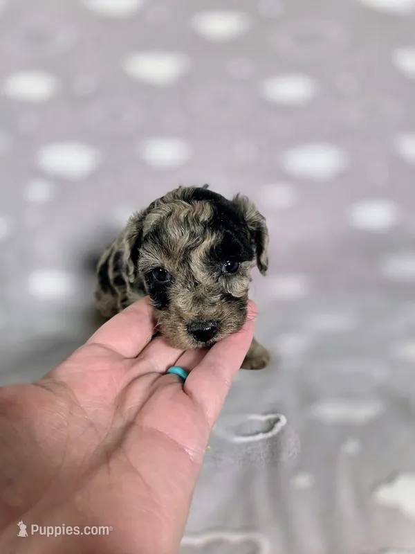 AKC Boaz – Poodle - Toy  puppy for sale in Habersham, GA