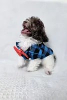 Ollie, a male Poodle - Toy  for sale in Cornelia, GA – 3 of 10