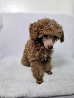 AKC Asher, a male Poodle - Toy  for sale in Cornelia, GA – 4 of 10