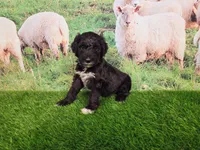 Reggie, a male Sheepadoodle for sale in Cornelia, GA – 3 of 10