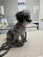 AKC Zeke 5lbs, a male Poodle - Toy  for sale in Habersham, GA – 6 of 9