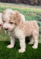 Sir Richfield , a male Sheepadoodle for sale in Cornelia, GA – 2 of 10