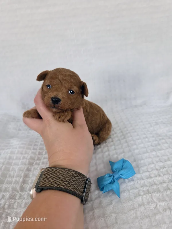 Theo AKC – Poodle - Toy  puppy for sale in Habersham, GA