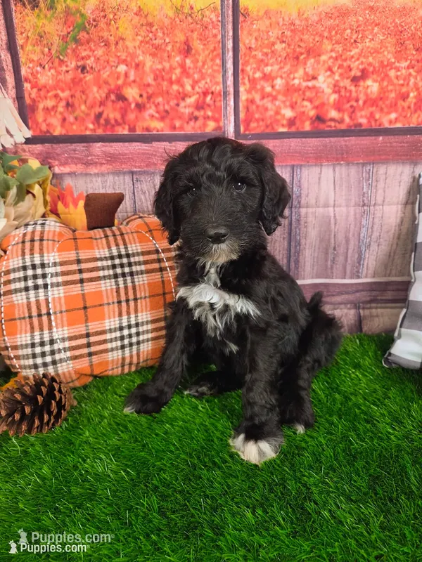 Reggie – Sheepadoodle puppy for sale in Cornelia, GA