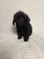 AKC Mercy, a female Poodle - Toy  for sale in Habersham, GA – 2 of 10