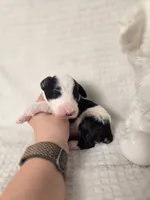 Sebastian , a male Sheepadoodle for sale in Cornelia, GA – 7 of 10