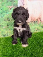 Reggie, a male Sheepadoodle for sale in Cornelia, GA – 7 of 10