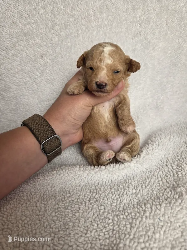AKC Cedar – Poodle - Toy  puppy for sale in Habersham, GA