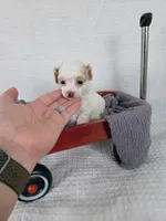 AKC Tinkerbell, a female Poodle - Toy  for sale in Habersham, GA – 2 of 3