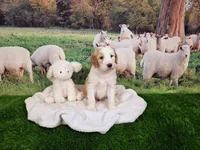 Mopple, a male Sheepadoodle for sale in Cornelia, GA – 6 of 8