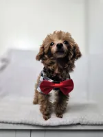 AKC Asher, a male Poodle - Toy  for sale in Cornelia, GA – 5 of 10