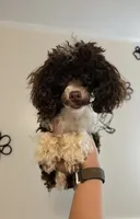 AKC Baby Ruth 3.4lbs, a female Poodle - Toy  for sale in Habersham, GA – 7 of 9