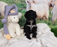 Reggie, a male Sheepadoodle for sale in Cornelia, GA – 2 of 10