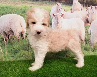 Sir Richfield , a male Sheepadoodle for sale in Cornelia, GA – 3 of 10