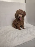 AKC Penny, a female Poodle - Toy  for sale in Habersham, GA – 6 of 10
