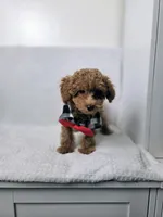 AKC Asher, a male Poodle - Toy  for sale in Cornelia, GA – 8 of 10