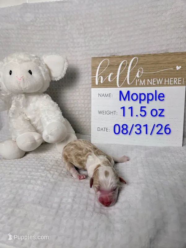Mopple – Sheepadoodle puppy for sale in Cornelia, GA
