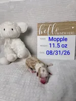 Mopple, a male Sheepadoodle for sale in Cornelia, GA – 1 of 3