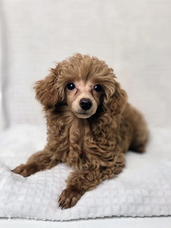 AKC Asher – Poodle - Toy  puppy for sale in Cornelia, GA