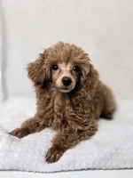 AKC Asher Health Tested, a male Poodle - Toy  for sale in Cornelia, GA – 2 of 10