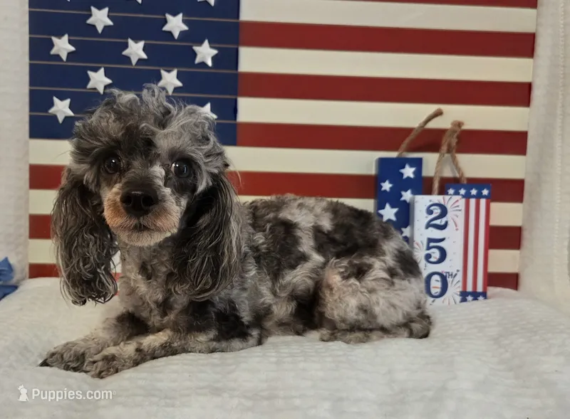 AKC Gracie 5lbs – Poodle - Toy  puppy for sale in Habersham, GA