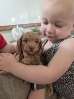 AKC Asher, a male Poodle - Toy  for sale in Habersham, GA – 5 of 10