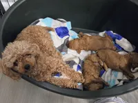 Ava, a female Poodle - Toy  for sale in Habersham, GA – 6 of 7