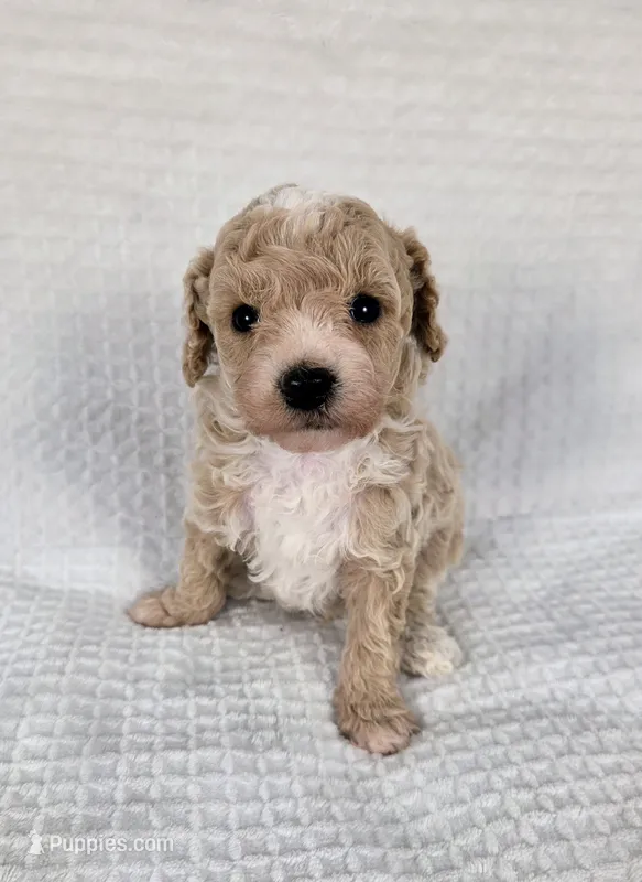 AKC Sage – Poodle - Toy  puppy for sale in Habersham, GA