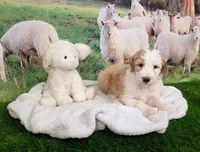 Mopple, a male Sheepadoodle for sale in Cornelia, GA – 7 of 8