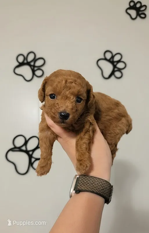 Theo AKC – Poodle - Toy  puppy for sale in Habersham, GA
