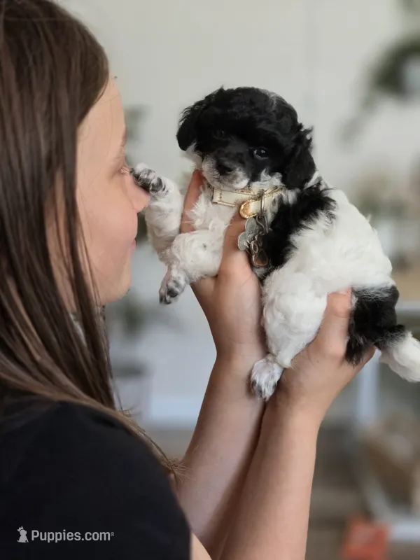 Lulu – Poodle - Toy  puppy for sale in Habersham, GA