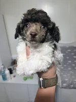 Ollie, a male Poodle - Toy  for sale in Habersham, GA – 2 of 10