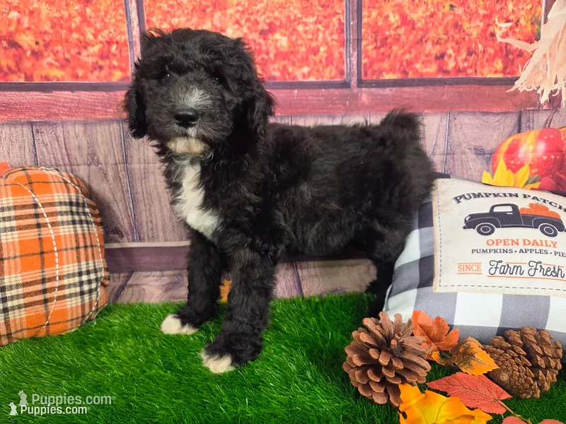 Ronnie – Sheepadoodle puppy for sale in Cornelia, GA