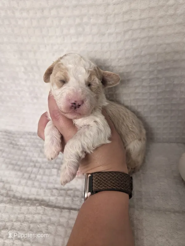 Sir Richfield  – Sheepadoodle puppy for sale in Cornelia, GA