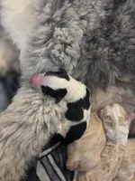 Sebastian , a male Sheepadoodle for sale in Cornelia, GA – 2 of 4