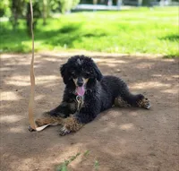 Gideon, a male Poodle - Miniature  for sale in Habersham, GA – 3 of 7