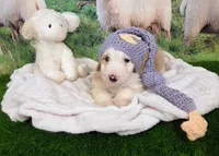 Wool-Eyes, a male Sheepadoodle for sale in Cornelia, GA – 8 of 8