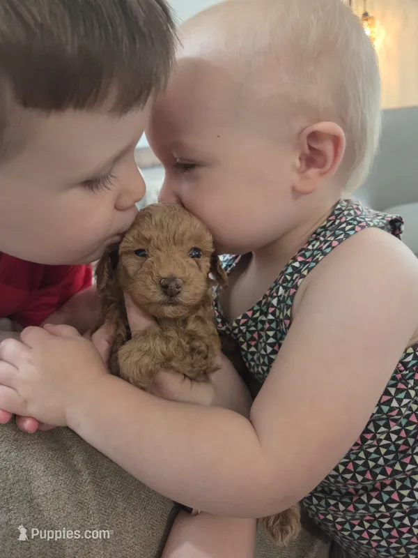 AKC Asher – Poodle - Toy  puppy for sale in Habersham, GA