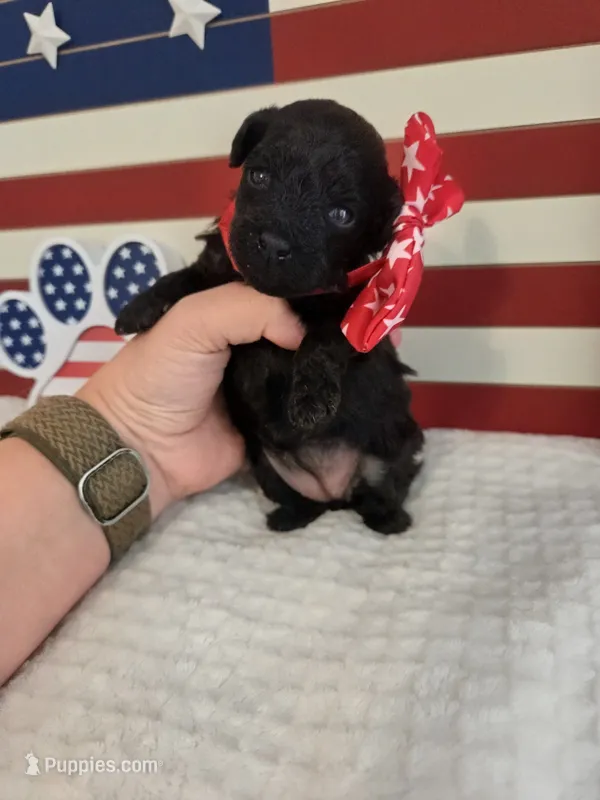 AKC Mercy – Poodle - Toy  puppy for sale in Habersham, GA