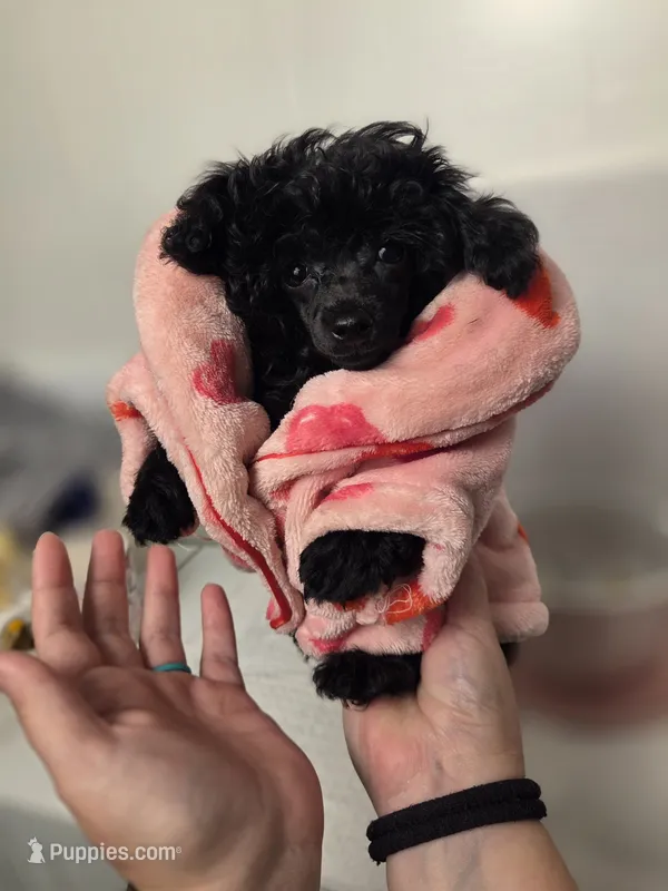AKC Mercy – Poodle - Toy  puppy for sale in Habersham, GA