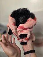 AKC Mercy, a female Poodle - Toy  for sale in Cornelia, GA – 6 of 10