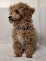 Sophie , a female Poodle - Toy  for sale in Habersham, GA – 6 of 8