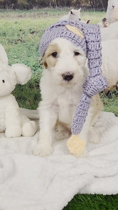 Mopple, a male Sheepadoodle for sale in Cornelia, GA – 8 of 8
